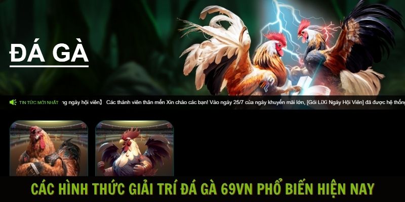 Đá gà cựa dao nhà cái 69vn - chiến thuật chơi hiệu quả 7 Đá gà 69vn